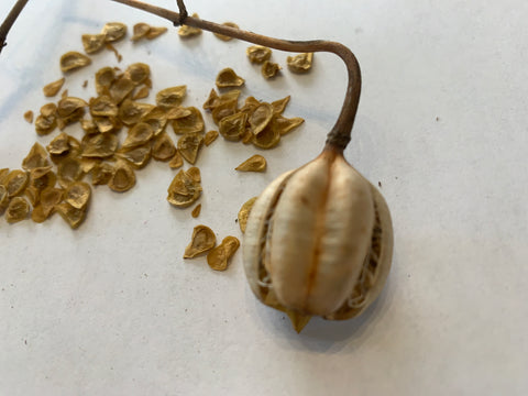 Michigan Lily seeds